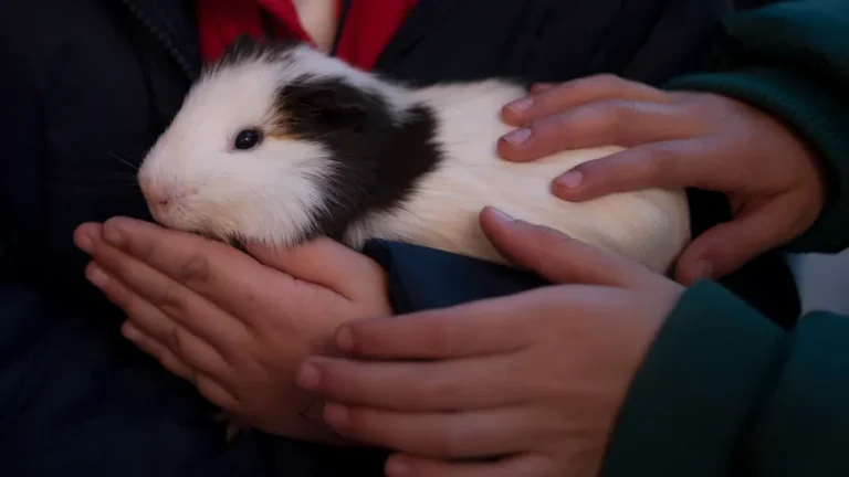 Can Ants Be Deadly for Guinea Pigs?