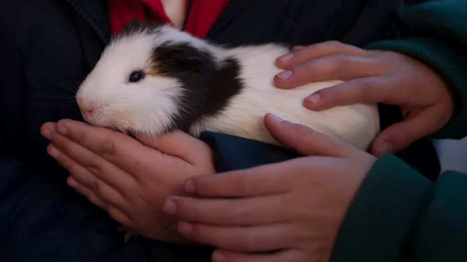 Can Ants Be Deadly for Guinea Pigs