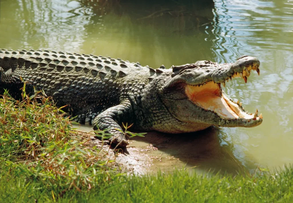 Why Do Crocodiles Not Eat Other Crocodiles?