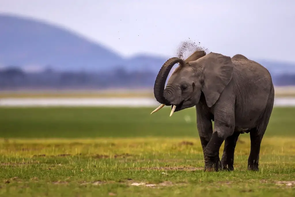 Why Do Elephants Obey Humans