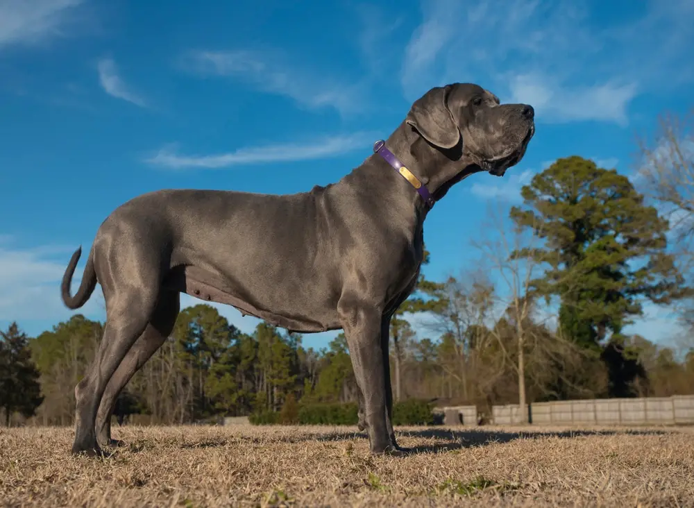 Do Great Danes Shed a Lot