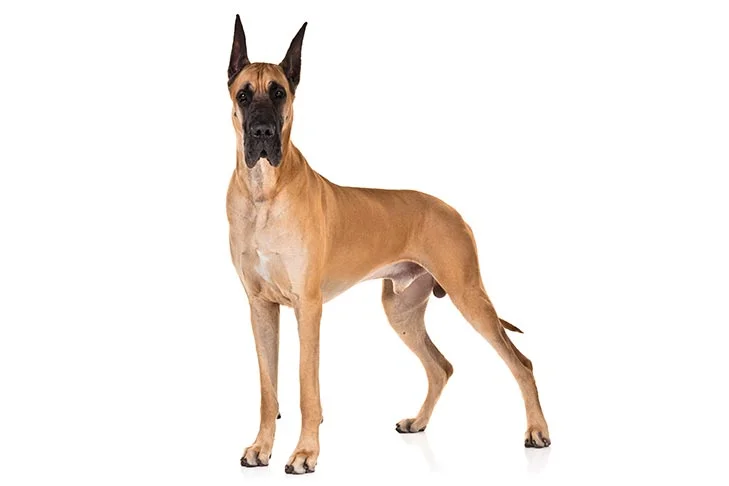 Different Types of Great Danes