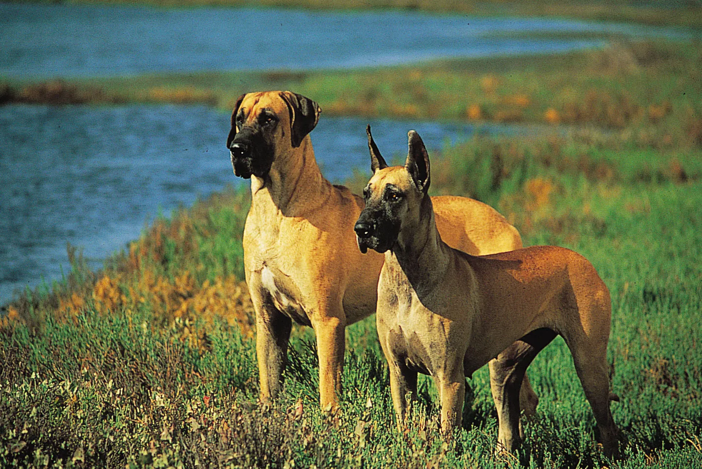 Discover the Origins of Great Danes