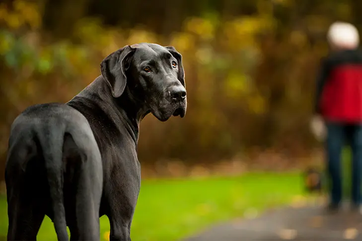 24 Essential Secrets for Being a Great Dane Owner