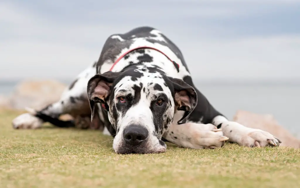 What to Feed a Great Dane Puppies