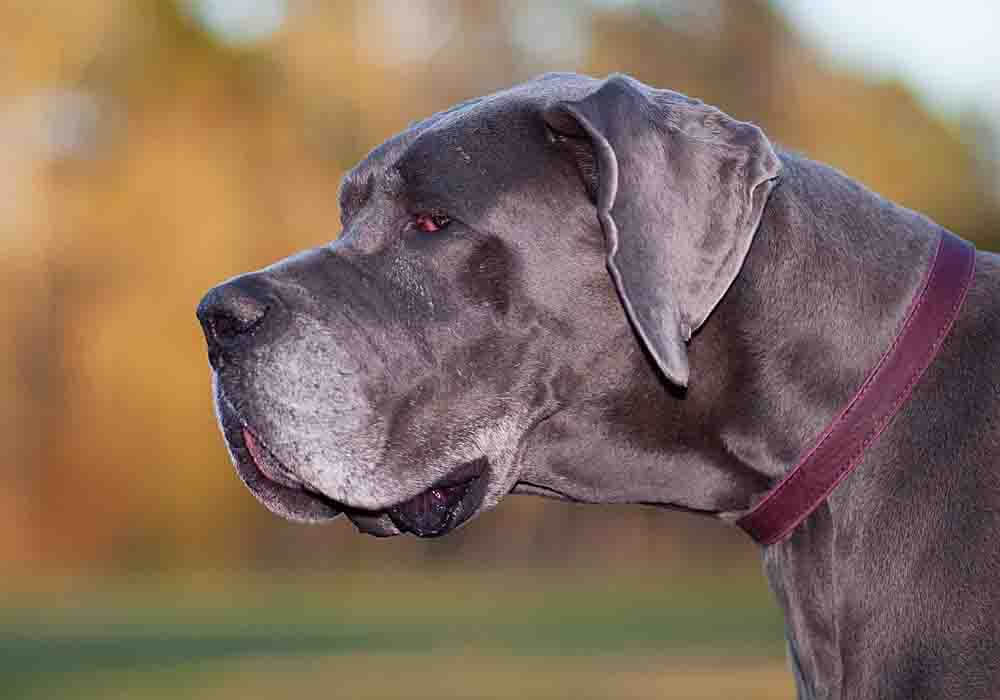 11 Great Danes Health Problems