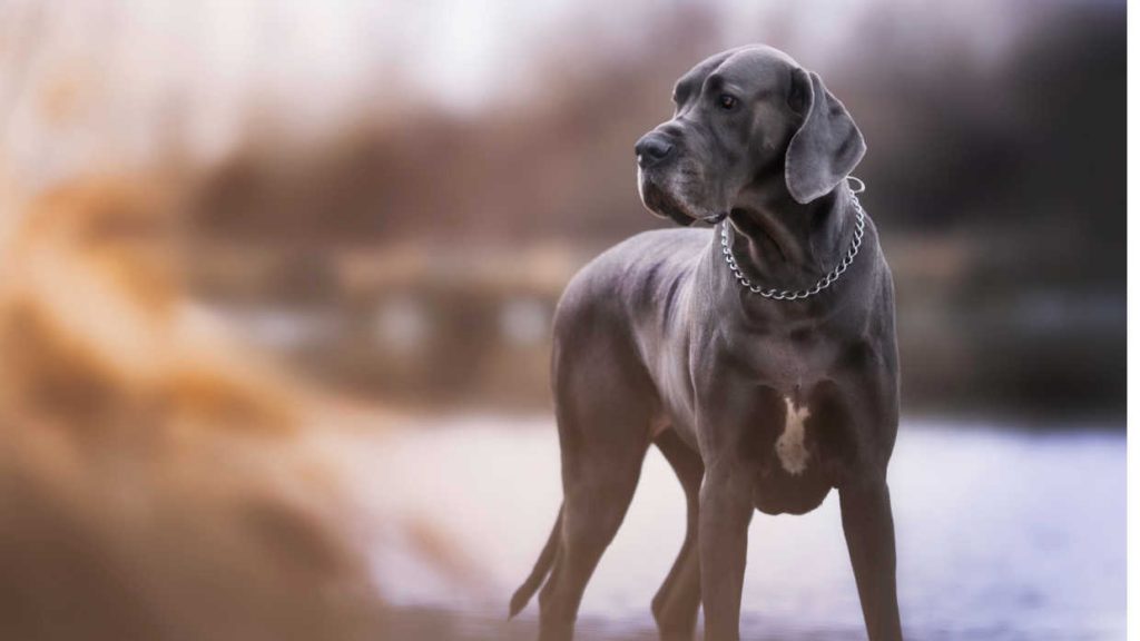 What to Feed a Great Dane Puppies