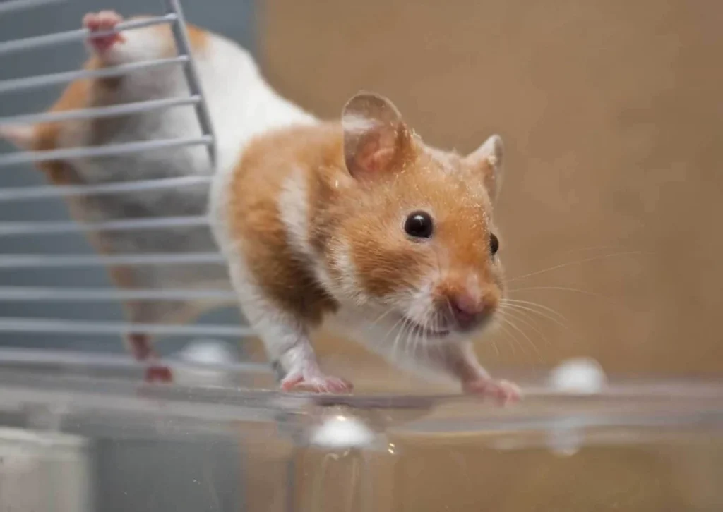 Can Fear Kill A Hamster