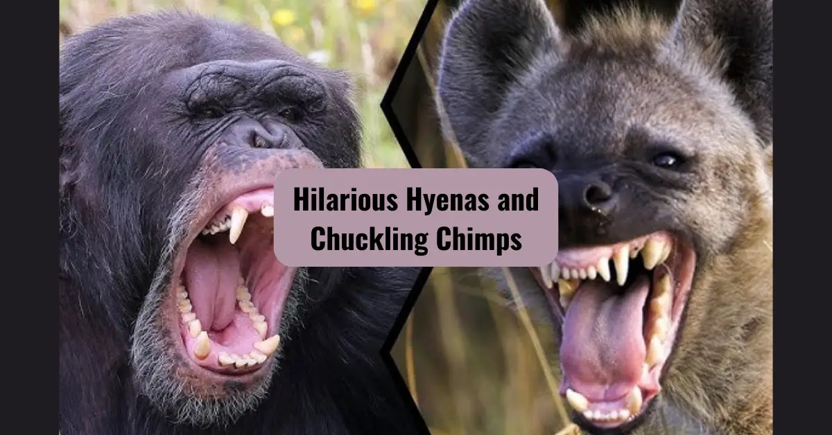 Hilarious Hyenas and Chuckling Chimps