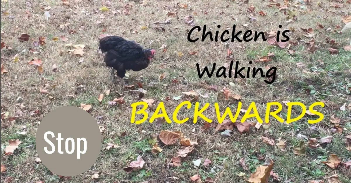 How to Stop Chickens Walking Backwards