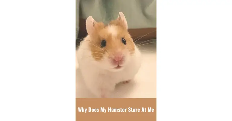 Why Does My Hamster Stare At Me?