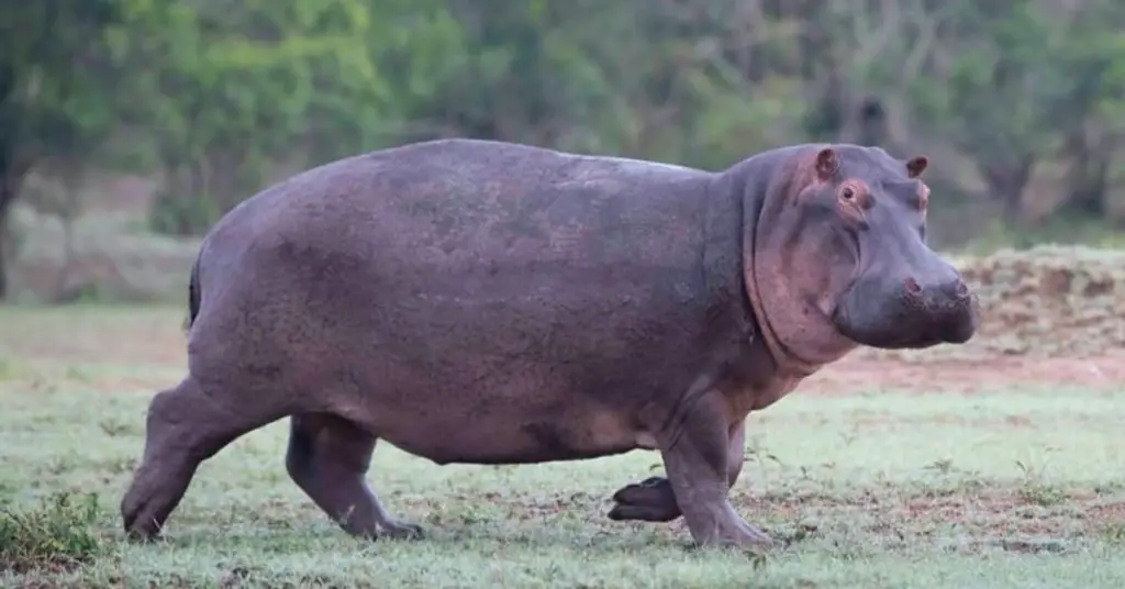 How Fast Can a Hippo Run