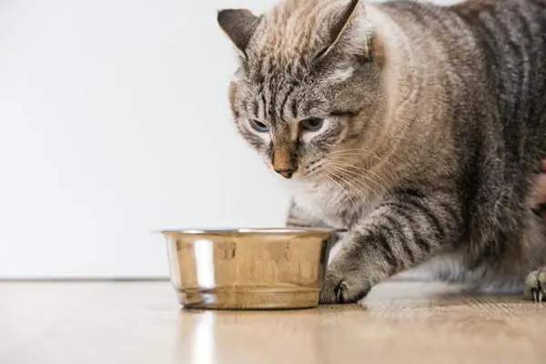 How Long Can A Cat Go Without Eating or Drinking - nickiy.com