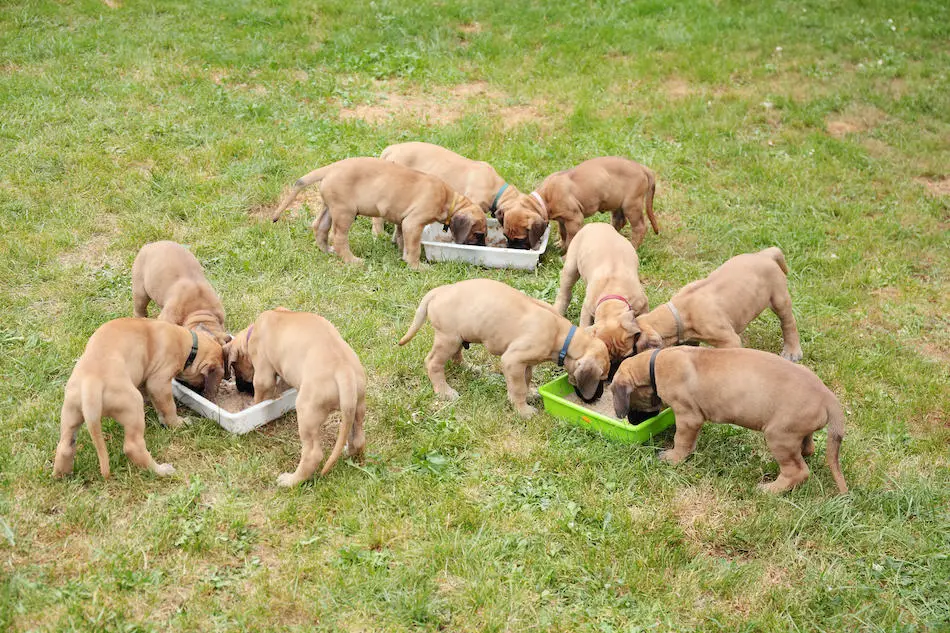 How Much Food Do Great Danes Eat Daily & Weekly