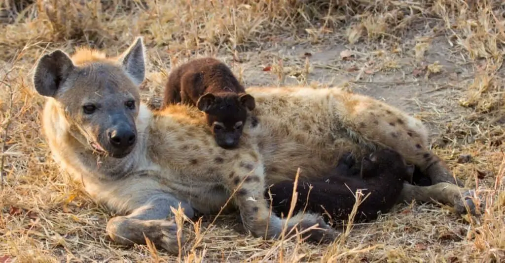 Can Hyenas Be Pets