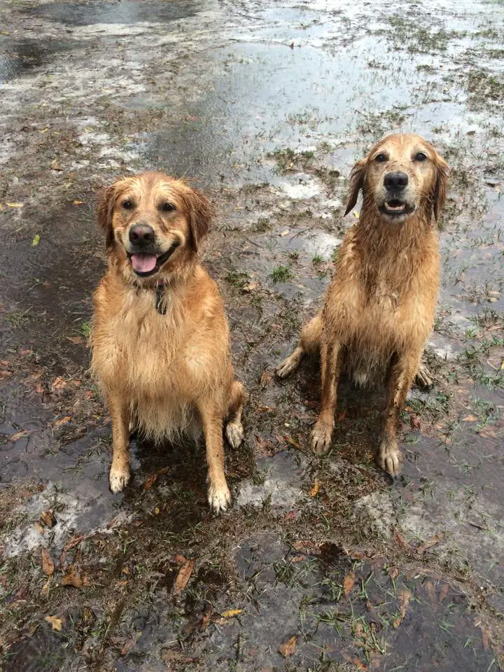 Can Dogs Play In The Rain?