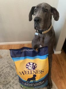 10 Superb Dry Dog Food Options for Great Danes