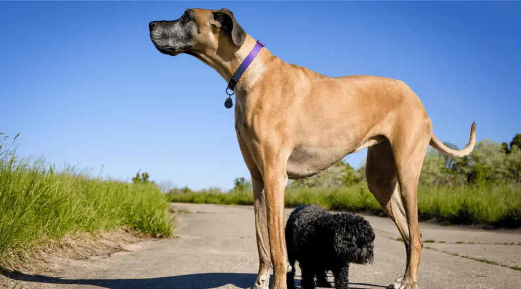 For How Long Do Great Danes Grow