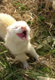 5 Foolproof Techniques to Keep Your Ferrets Happy