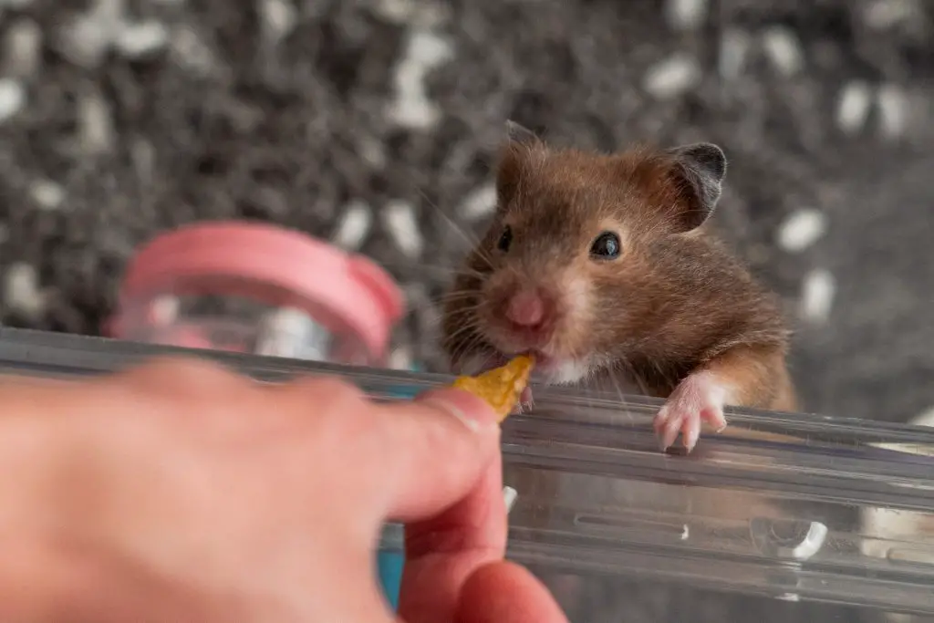 Can Fear Kill A Hamster