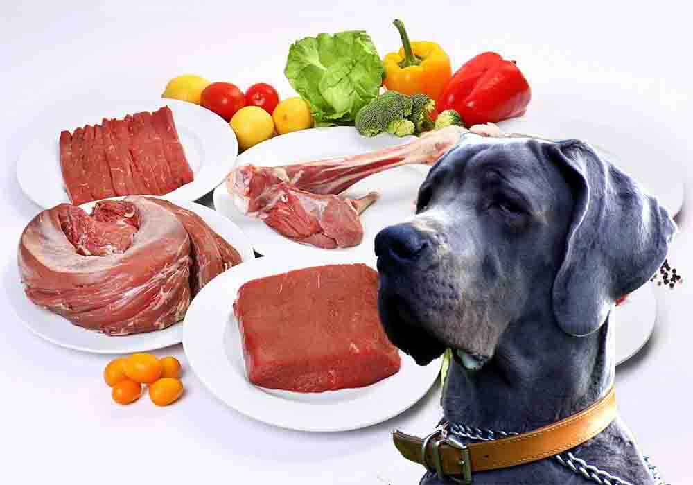 How Much Does It Cost To Feed a Great Dane In 2023