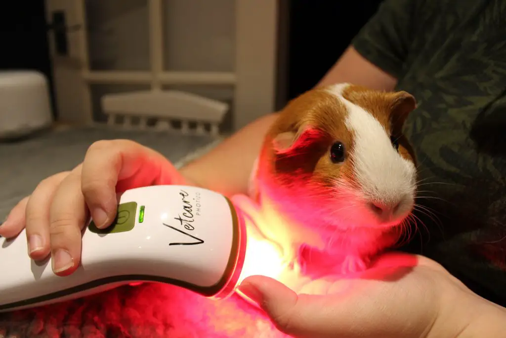 Can Guinea Pigs See Infrared Light