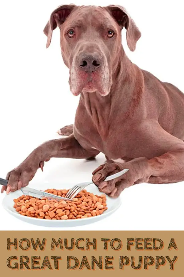 8 Best Dog Food for Great Danes With Skin Allergies