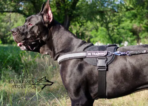 7 Best Collars for Great Danes