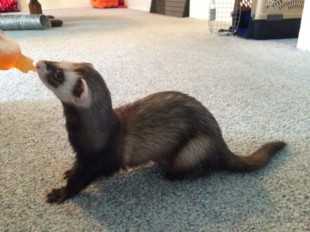 Ferret Colors And Patterns