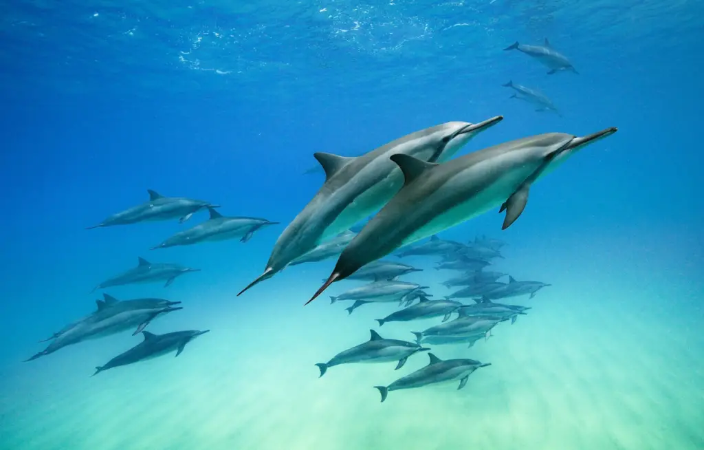 Can Dolphins Be Pets? - nickiy.com