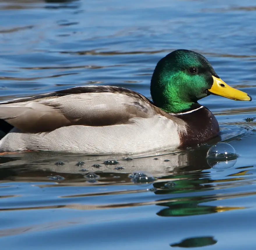 Why Ducks Follow You