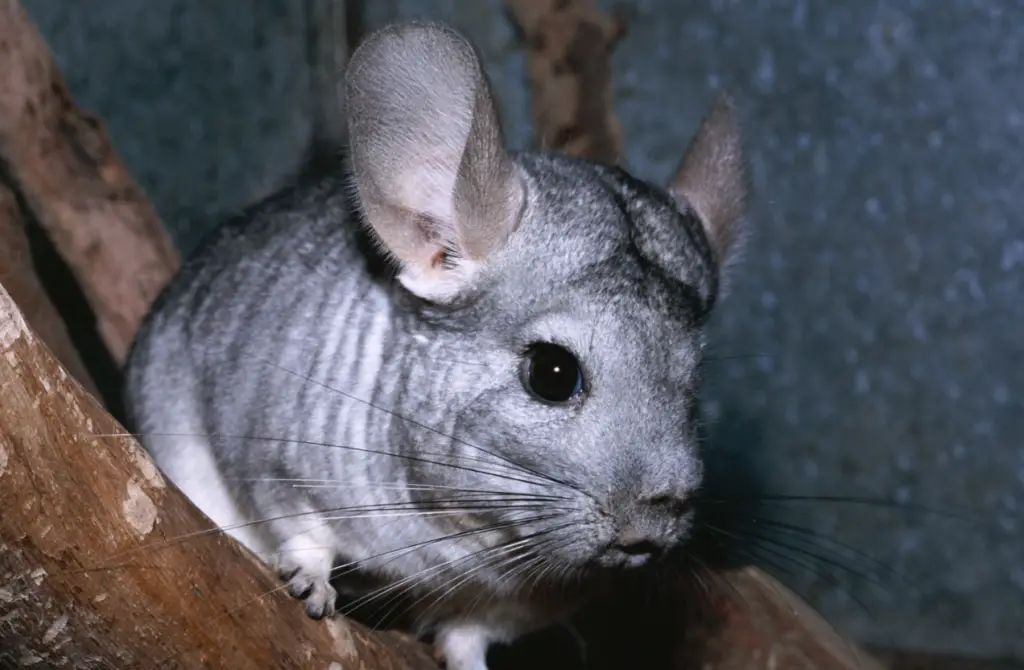 Why Chinchilla Refuses to Eat Hay