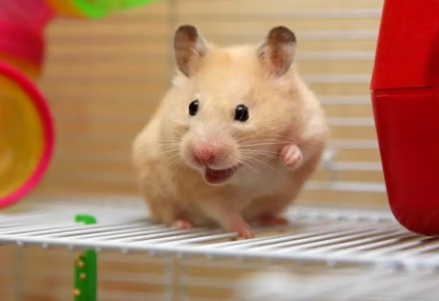 Why Does My Hamster Stare At Me