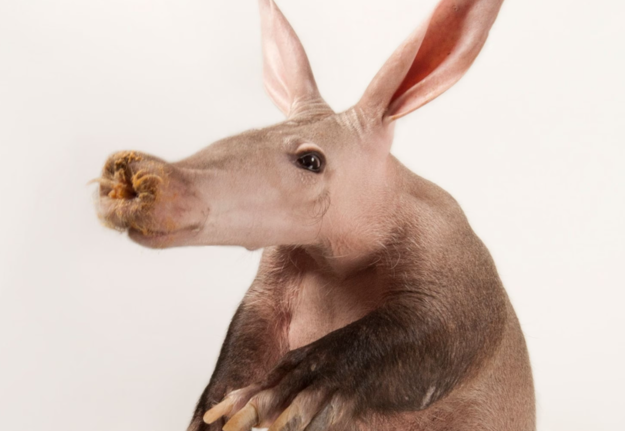 Discover the 3 Tongueless Animal Species - nickiy.com