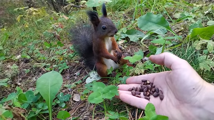 Why Squirrels Freeze