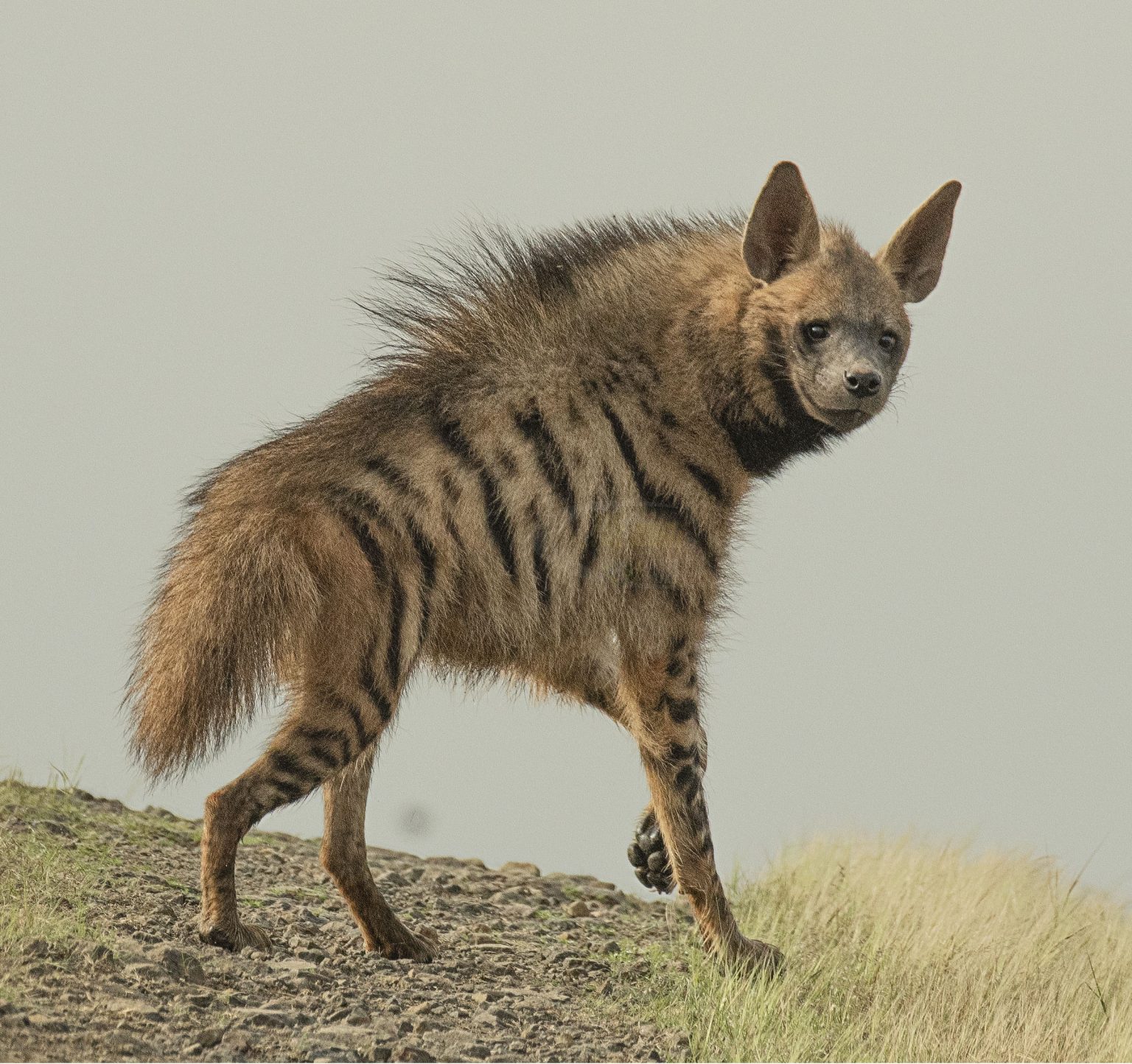 Can Hyenas Be Pets? - nickiy.com