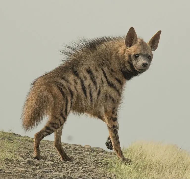 Can Hyenas Be Pets? - nickiy.com
