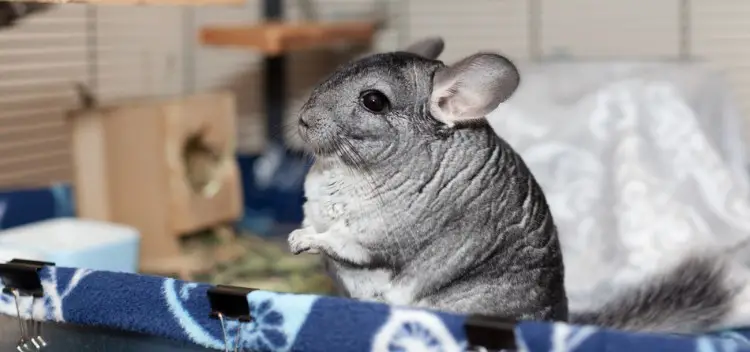 Why Do Chinchillas Throw Poop