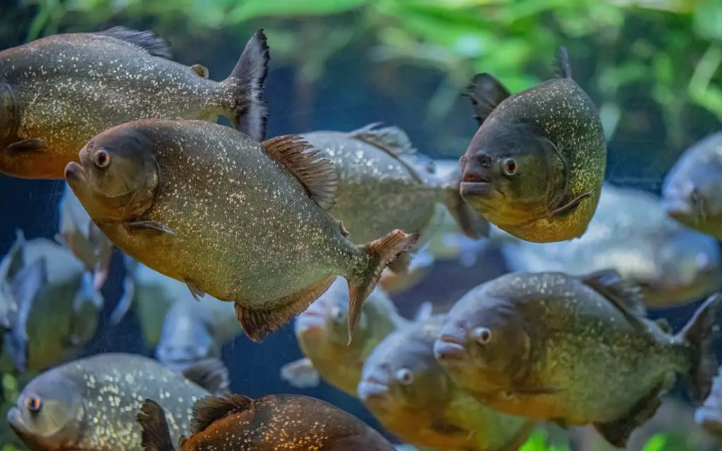 Piranhas As Pets