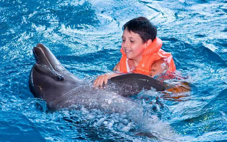 Can Dolphins Be Pets?