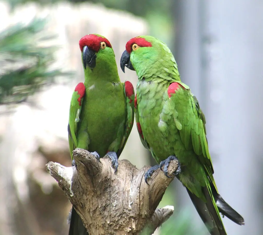 Do Parrots Know What They Are Saying