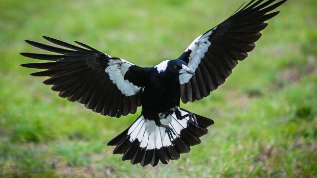 Can Magpies Be Pets