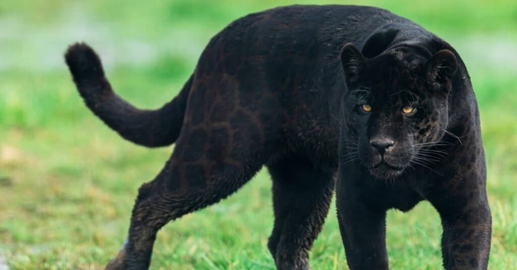 Can Panthers Be Kept As Pets