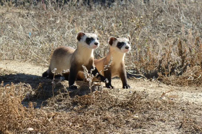 Importance of Ferret Shots