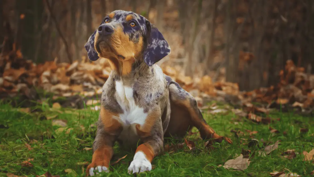 Are Catahoula Leopard Dogs Good With Cats