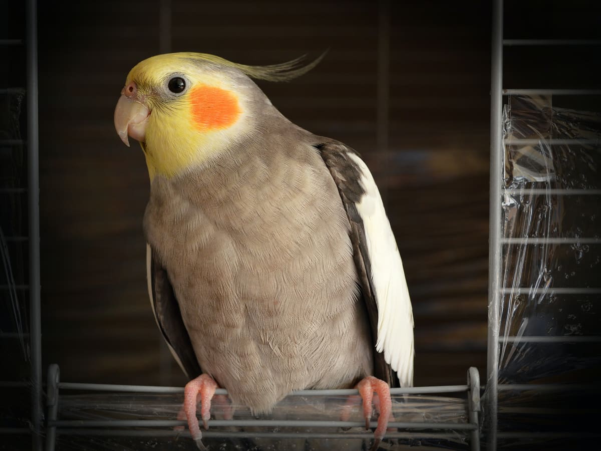 What To Know When Getting A Bird For A Pet