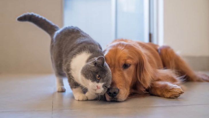 Why Does My Dog Nudge My Cat With His Nose