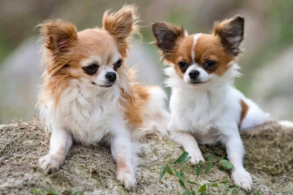 Why Chihuahuas Are Always Angry and Aggressive