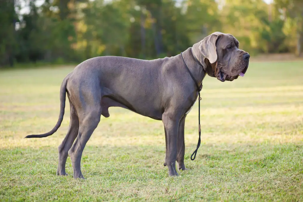 Are Great Danes Good Guard Dogs