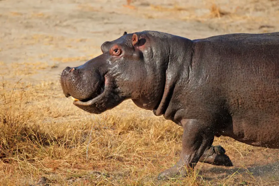 How Fast Can a Hippo Run